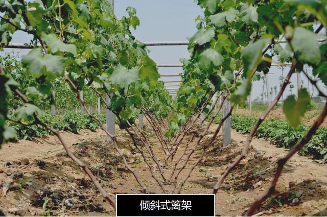 果树棚架定制